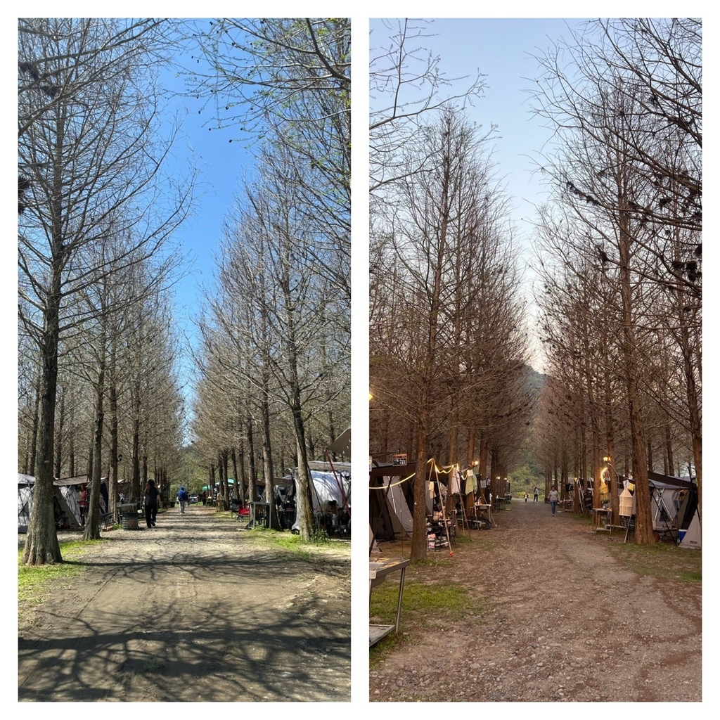 【露營人生】第32露-南投仁愛鄉川中島落羽松露營祕境x202